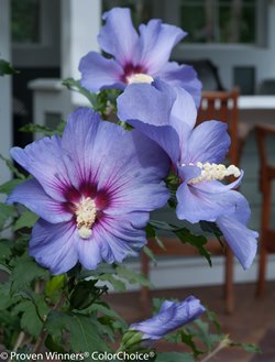 Azurri Blue Satin® Althea, Rose of Sharon, Hibiscus syriacus 'DVPazurri'